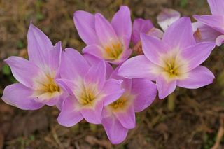 Colchicum Bowlesianum