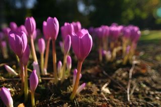Colchicum Speciosus