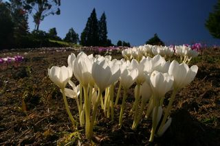 Colchicum Speciosus Albus