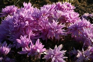 Colchicum Waterlily Double Pink