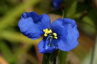 Commelina Coelestis