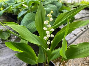 Convallaria Majalis