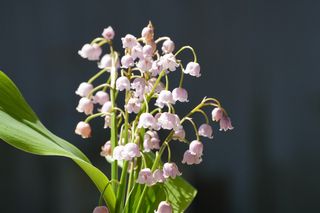 Convallaria Majalis Rosea