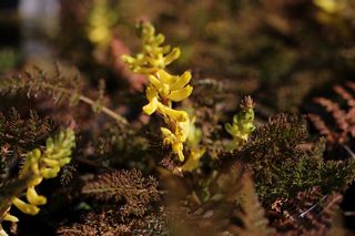 Corydalis Cheilanthifolia