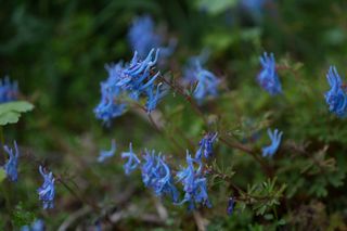 Corydalis China Blue