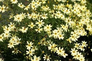 Coryopsis Vert. Moonbeam
