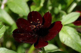 Cosmos Chocolate