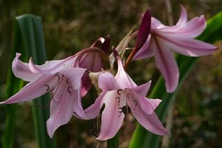 Crinum Powelii Pink