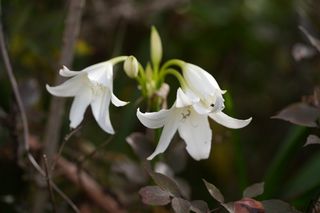 Crinum Powelii White