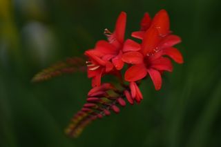 Crocrosmia Fire!