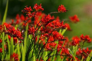 Crocrosmia Lucifer