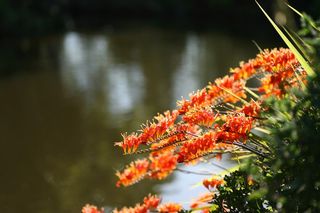 Crocosmia Masonorum