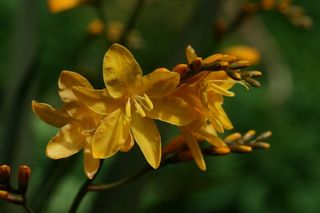 Crocrosmia Solfatare