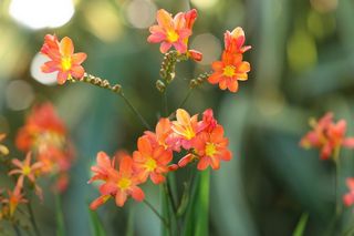 Crocrosmia Sunrise