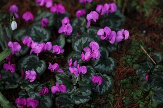 Cyclamen Coum