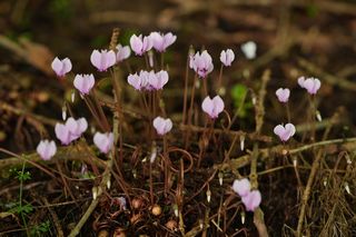Cyclamen Neapolitum