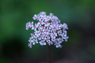 Darmera Peltata