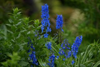 Delphinium Blue Sensation