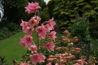 Delphinium Pink Sensation