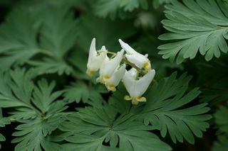 Dicentra Cucullaria