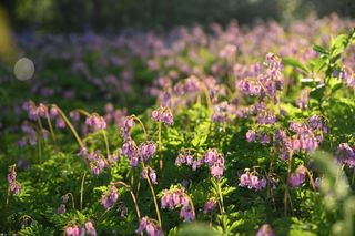 Dicentra Eximia