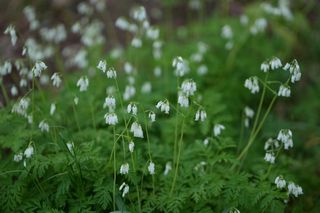 Dicentra Eximia Alba