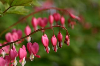 Dicentra Spectabilis