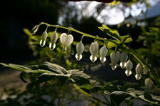 Dicentra Spectabilis Alba