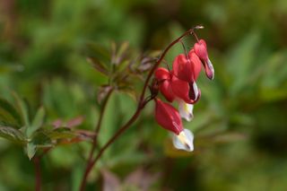 Dicentra Spectabilis Valentine