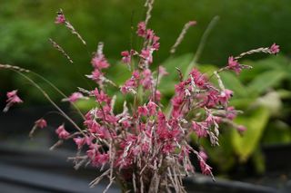 Dierama Igneum