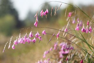 Dierama Lavender Pink