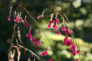 Dierama Plum