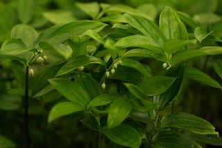 Disporopsis Omeiensis