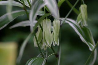 Disporum Variegatum