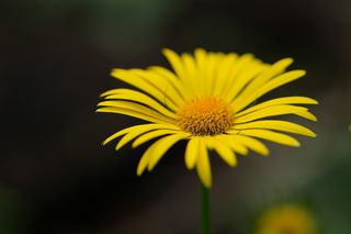 Doronicum Cordatum