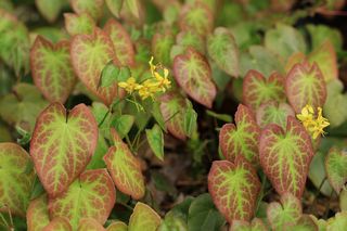Epimedium Sulphureum