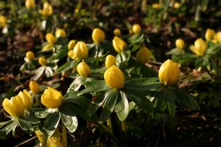Eranthis Hyemalis