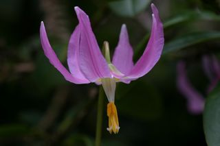 Erythronium  Pink Beauty