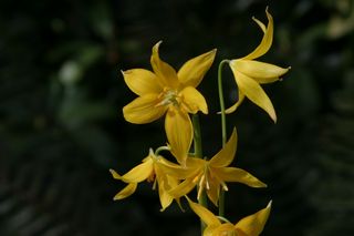 Erythronium Tuolumense