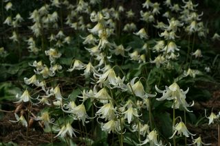 Erythronium White Beauty