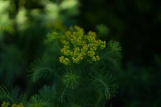 Euphorbia Cyparissias