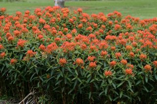Euphorbia Fire Glow