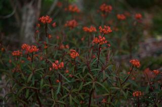 Euphorbia Great Dixter