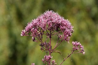 Eupatorium Maculatum