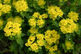 Euphorbia Polychroma