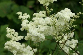 Filipendula Double Cream