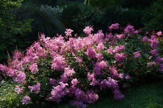 Filipendula Palmata Nana
