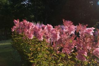 Filipendula Palmata Rubra