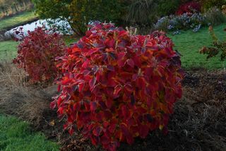 Fothergilla Major