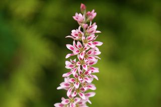 Francoa Ramosa